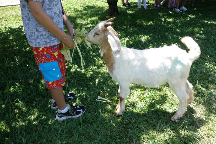 student feeding goat