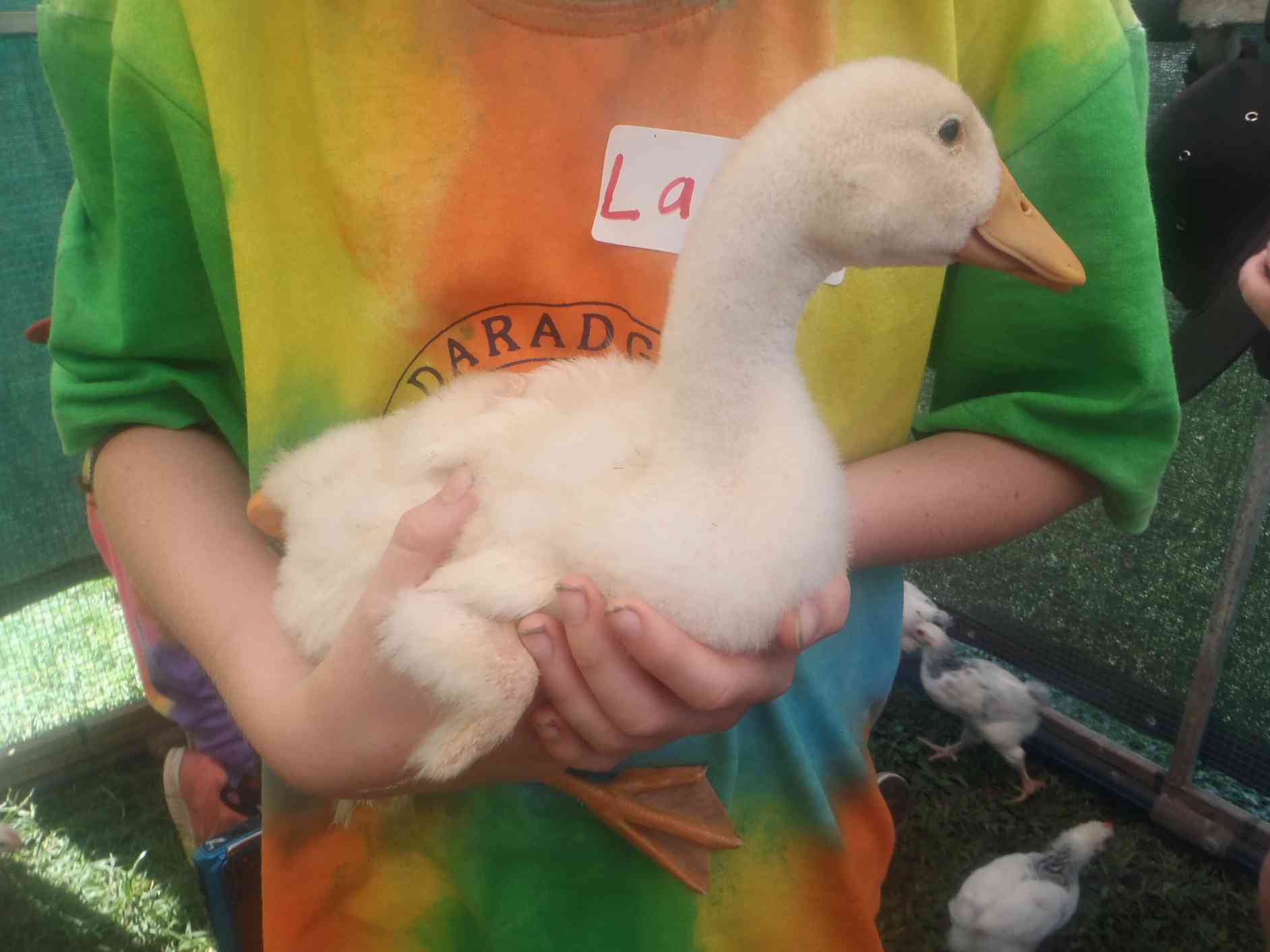 student holding duckling