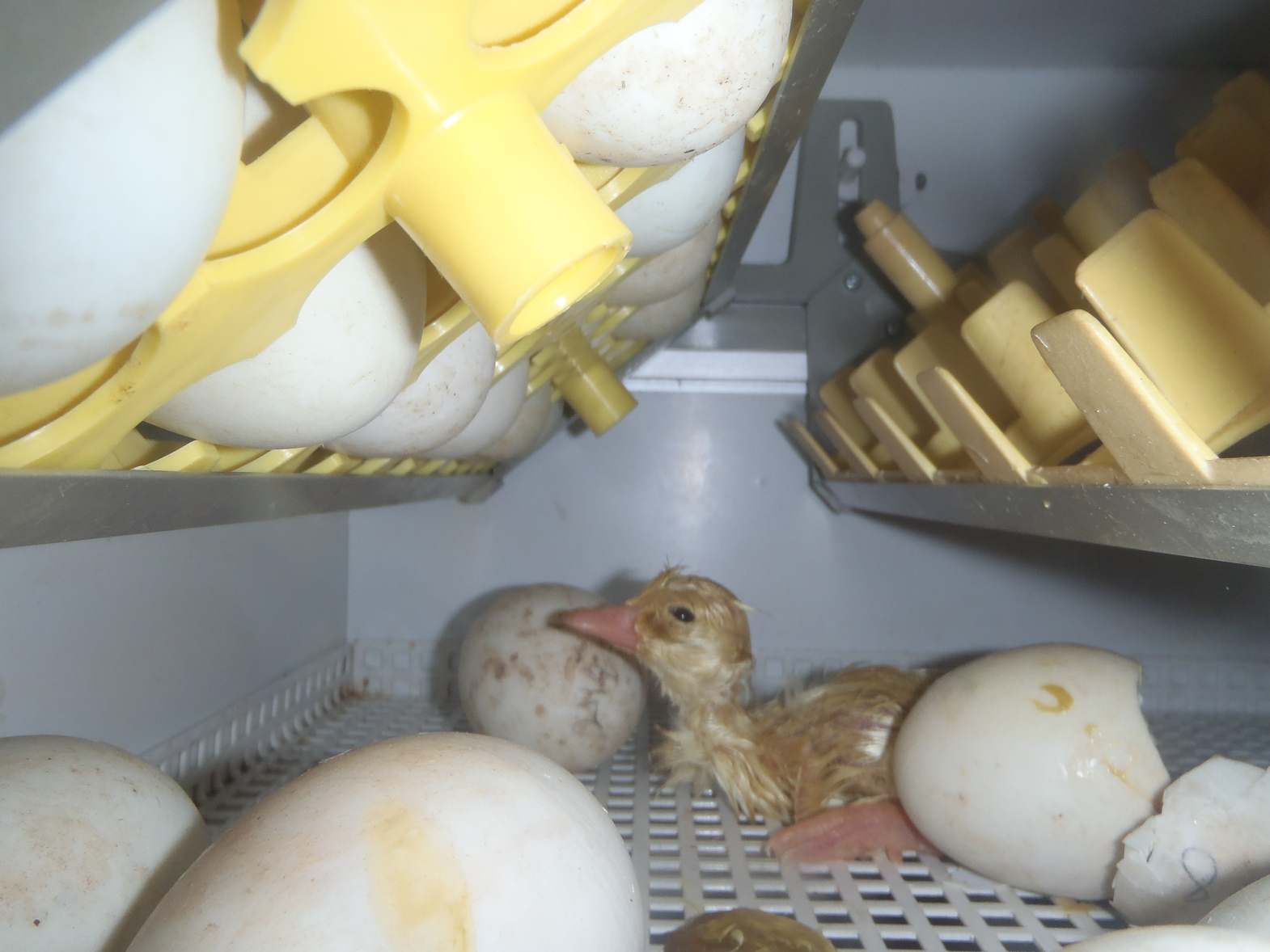 chick hatching in incubator